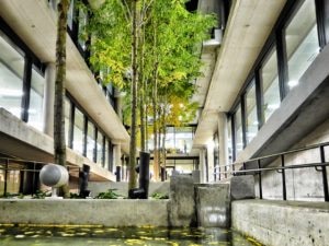 Trees BBVA City